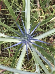 Eryngium ovinum