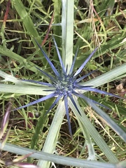 Eryngium ovinum