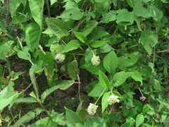 Varronia bullata