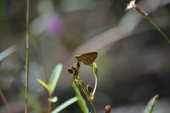 Taractrocera ceramas