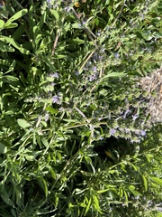 Salvia sonomensis