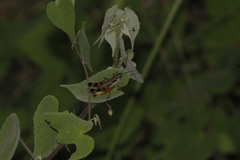 Boopedon flaviventris