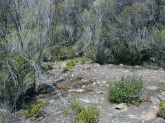 Prostanthera eurybioides