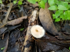 Lentinus flexipes