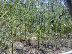 Prostanthera eurybioides