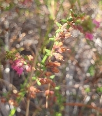 Erica planifolia