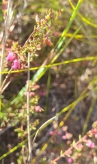 Erica planifolia
