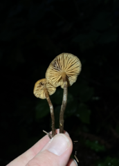 Galerina badipes