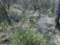 Prostanthera eurybioides