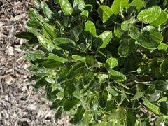 Eriogonum grande