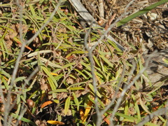 Thomasia petalocalyx