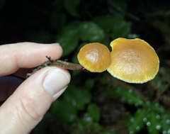 Galerina badipes
