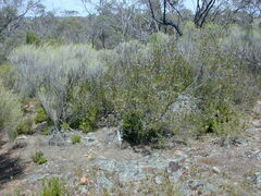 Prostanthera eurybioides