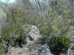 Prostanthera eurybioides