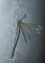 Brachynemurus