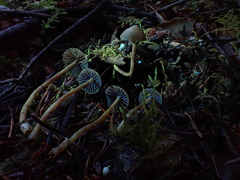 Psilocybe pelliculosa