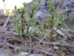 Prostanthera eurybioides