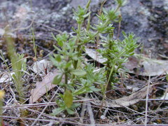 Prostanthera eurybioides
