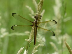 Libellula cyanea