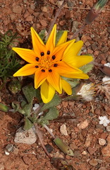 Gazania lichtensteinii
