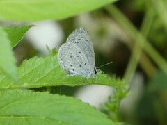 Celastrina neglecta