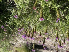 Glandularia lilacina