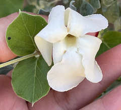 Mandevilla hesperia