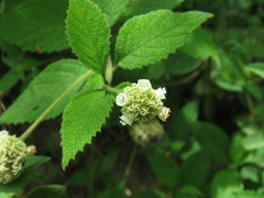 Varronia bullata