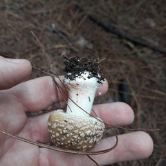 Amanita pantherina