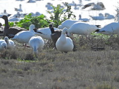 Branta hutchinsii leucopareia