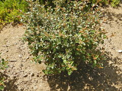 Pomaderris paniculosa