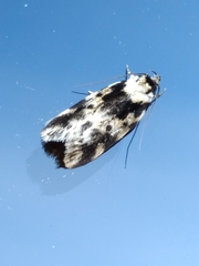 Barea confusella
