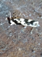 Barea confusella
