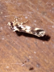 Barea confusella