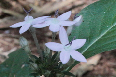 Pentas lanceolata