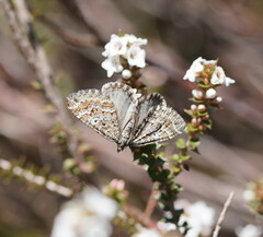 Chrysolarentia symphona