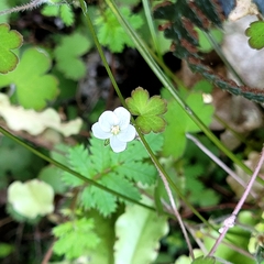 Geranium microphyllum