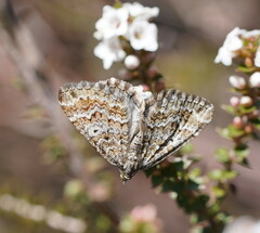 Chrysolarentia symphona