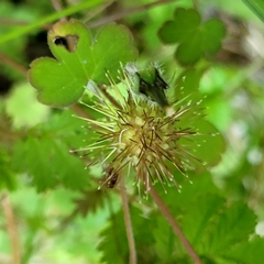 Acaena anserinifolia