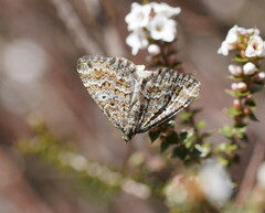 Chrysolarentia symphona