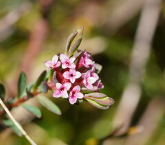 Pimelea alpina