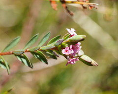 Pimelea alpina