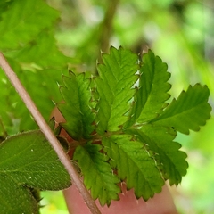 Acaena anserinifolia