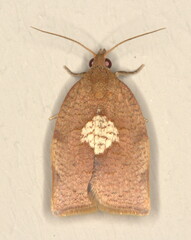 Epichoristodes dorsiplagana
