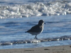 Pluvialis squatarola