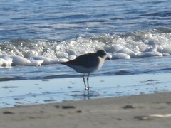 Pluvialis squatarola