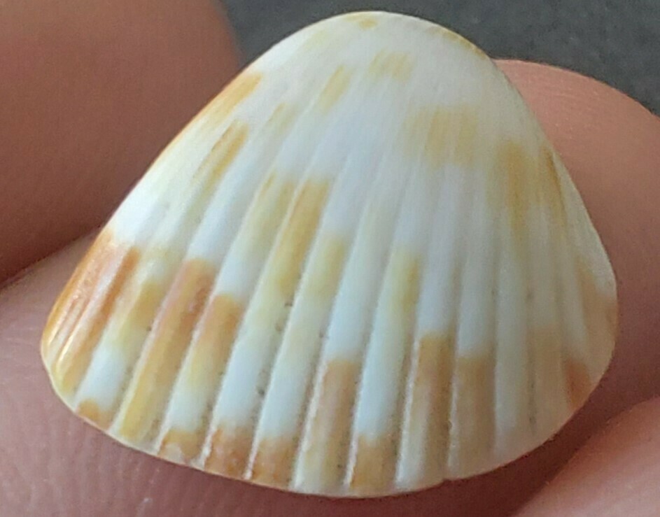 western strawberry-cockle
