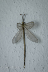 Brachynemurus