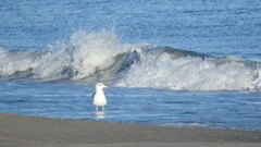 Larus fuscus