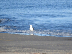 Larus fuscus